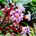 شکوفه کارامبولا Carambola Blossom